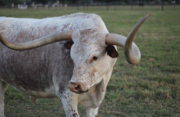Texas Longhorn Cattle in Pasture in late afternoon Close up