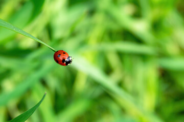 Bright red ladybug on a blade of grass against a background of greenery. Close-up, selective focus, place for text.