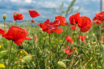 Obraz premium Red poppy flowers in the oil seed rape fields