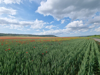Red poppy flowers in the oil seed rape fields