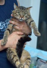 large brown tabby cat in hands