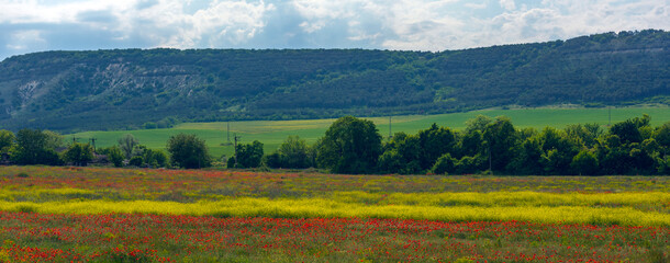 poppy field at the foot of the hill in May