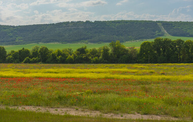 poppy field at the foot of the hill in May