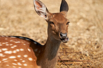 Muzzle of a female spotted deer in close-up. The doe is lying on the dried grass.