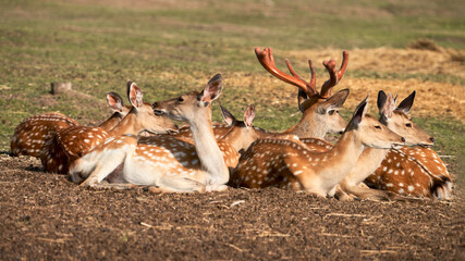 A group of spotted deer on vacation on a lawn in the forest. Selective focus.