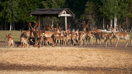 An ecological project to revive the population of spotted deer. A large herd of deer came to the feeder in the forest for feeding.