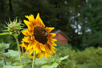 A beautiful sunflower flower with yellow petals on a background of trees.