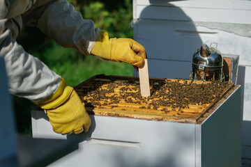 How to treat bees from varroa mite. The beekeeper treats the bees of the varroa mite. Diseases of...