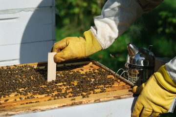 The beekeeper treats the bees of the varroa mite. Diseases of bees and their treatment. Varroasis. Varroa destructor.