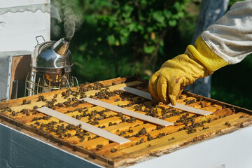 Fototapeta The beekeeper treats the bees of the varroa mite. Diseases of bees and their treatment. Varroasis. Varroa destructor. obraz