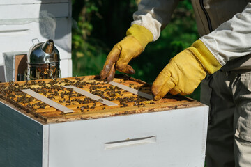 How to treat bees from varroa mite. The beekeeper treats the bees of the varroa mite. Diseases of bees and their treatment. Varroasis. Varroa destructor.