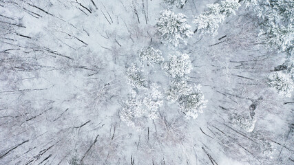 Flying over the winter snow forest on a drone. A beautiful view from above in a snow storm in the Russian forest.