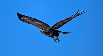 flying Common Buzzard // fliegender Mäusebussard (Buteo buteo)