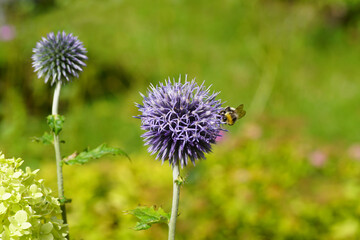 Close up of the bulbous flowers of the steel blue Globe Thistle, Echinops. A bumblebee. A faded Dutch garden. Summer, August. Family Asteraceae