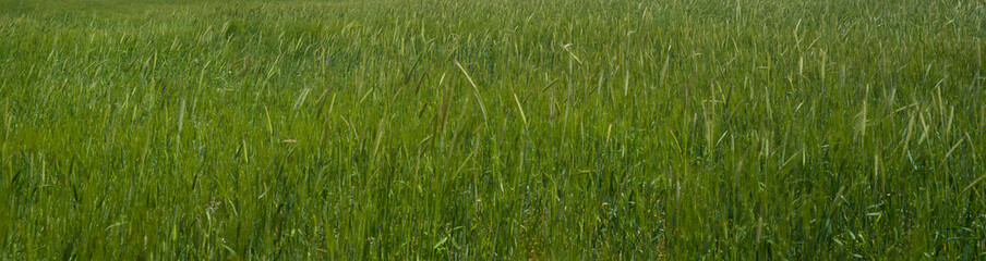 Panoramic view of green grass