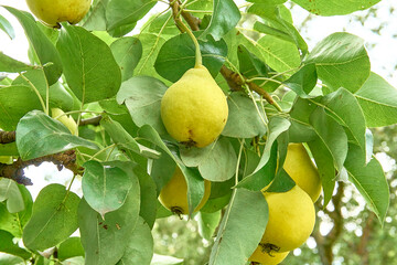 Juicy pears on a branch in the garden, juicy fruits. Ripe organic varieties.