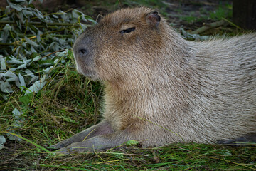 Naklejka na ściany i meble The largest rodent, the capybara, lies on the green grass. The capybara squints against the sun. Relax. Close-up portrait of an animal.