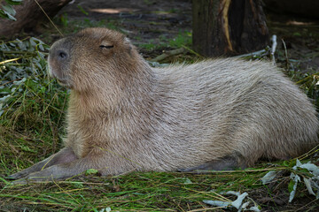 The largest rodent, the capybara, lies on the green grass. The capybara squints against the sun. Relax. Close-up portrait of an animal.