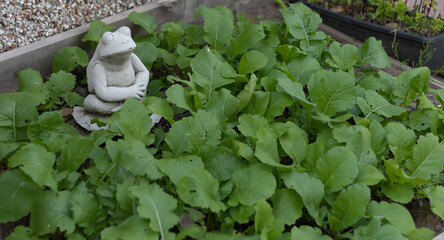 Concrete frog sate in a turnip patch