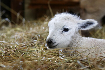 White day-old lamb in straw in spring