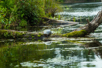 Painted turtle on a log in the Swift River, Massachusetts.