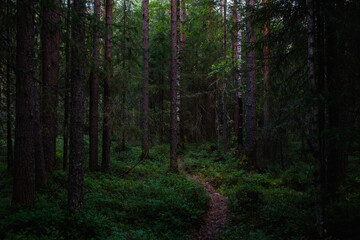 Obraz premium Forest landscapes before dusk.
