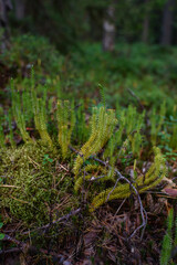 Close up of lycopodium plants in taiga forest.