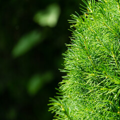 Canadian spruce Picea glauca Conica in focus on right. Close-up bright green young short needles on blurred dark background. Nature concept for design. Place for your text. Selective focus