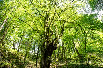 green forest in the morning