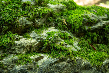 moss on the stone