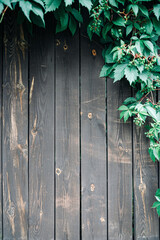 Texture background black. Dark grain panel board table with copy space. Old floor wooden pattern with green leaves. Timber plank surface wall for vintage grunge wallpaper. Natural wood decoration.