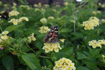 butterfly on a flower