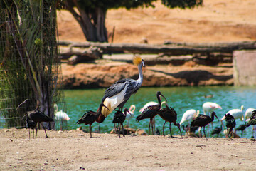 Obraz premium grey crowned crane next to a lake