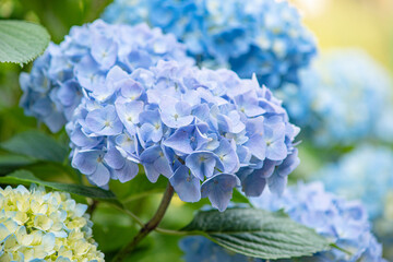 Blue hydrangea flowers close-up. Natural background