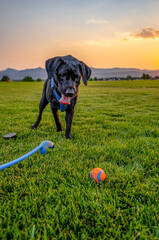 Young black lab dog In green grass look at ball  