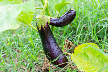Growing eggplant on a bush in a summer garden. Compound fruit, fused at the stalk.