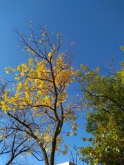 Obraz na płótnie Canvas autumn trees in the sky