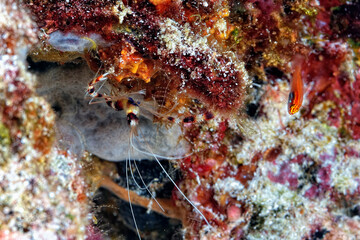 Naklejka na ściany i meble A picture of a banded coral shrimp
