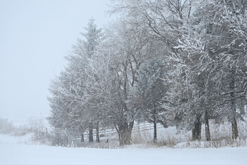 Fototapeta na wymiar Frost on the Trees