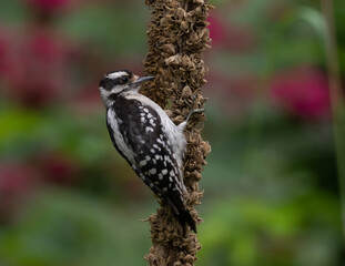 Immature Downy Woodpecker on mullein stalk