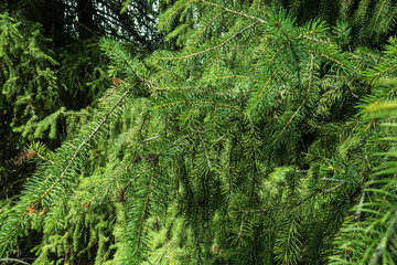 green moss background