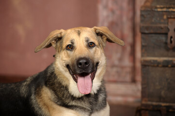 cute brown and black mongrel dog in studio