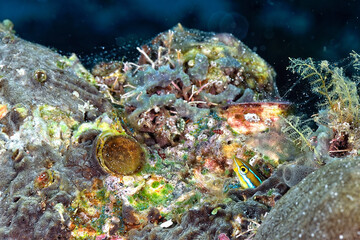 A beautiful picture of a tube worm blenny