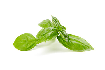 Basil herb leaves isolated on white