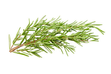 Fototapeta premium Rosemary herb leaves isolated on white