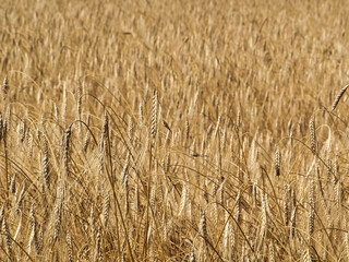 Spighe di grano in un campo sfocato