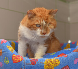 ginger cat with an eyesore at an animal shelter