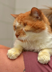 ginger cat with an eyesore at an animal shelter
