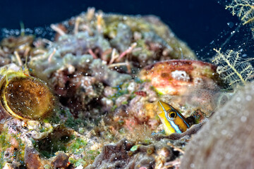 A beautiful picture of a tube worm blenny