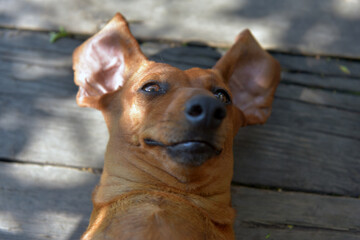 dachshund  rest on its back on a wooden floor